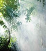 Sunbeams Shadows Idyllic