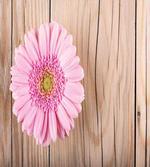 Pink Gerber on Wooden artwork