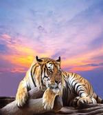 Tiger Colorful Sunset