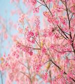 Japanese Sakura Cherry