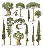 Forest Growth Ecology
