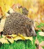 Little Hedgehog