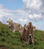 Resting Cows and Sky