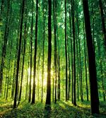 Green Woodland Sunrise