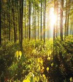 Sun Rays Woods Foliage