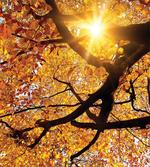 Sun in October Harvest