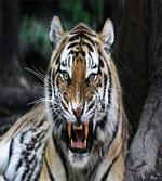 Roaring Tiger Wildlife