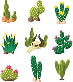 Mexican South Desert