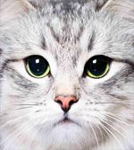 Face of a Domestic Kitty