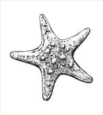 Starfish Sketch