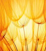 Dandelion Summer Garden