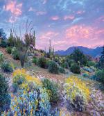 Mountain Floral Scenery