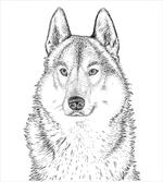 Woods Animal Wolf