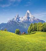 Alps with Meadow Flora
