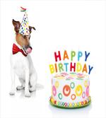 Birthday Party Dog