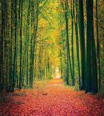 Warm Autumn Dramatic Road