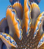 Shells in Sea Ocean