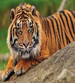 Tiger Crouching on Rock