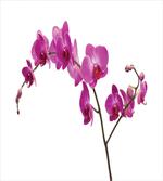 Wild Orchids Petals