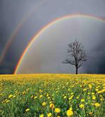 Dandelion Field and Tree artwork