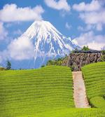Tea Fields of Japan Meadow