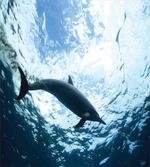 Swimming Dolphin
