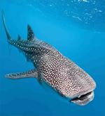 Swimming Whale Sea