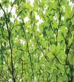 Summer Fresh Leaves