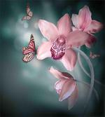 Orchid Flower Butterfly