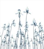 Orchids Floral Photo