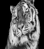 Intense Gaze of Hunter