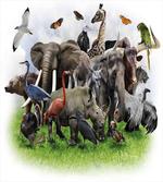 Wild Safari Animals