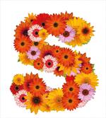 Gerbera Bouquet Design
