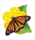 Moth Flower