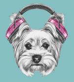 Headphones Music Dog