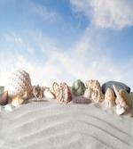 Seashells on Sand Hill Sky