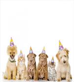 Dogs Cats at a Party