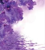 Iris Petals