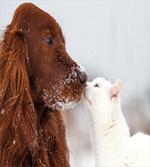 Irish Setter Cat