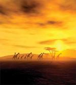 Dramatic Sunset Giraffes artwork