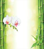 Orchids Bamboo Branches