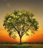 Sunset Scenery Valley
