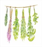 Hanged Beneficial Plants Dry