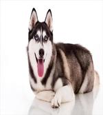 Funny Siberian