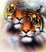 Wildlife Safari Animals