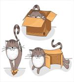 Kitten Cat in the Box