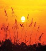 Flying Birds at Dusk