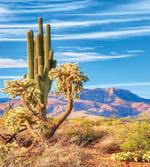 Landscape and Prickle Plant