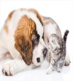 Sniffing Animals Photo artwork