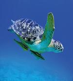 Tropics Turtle Aquarium